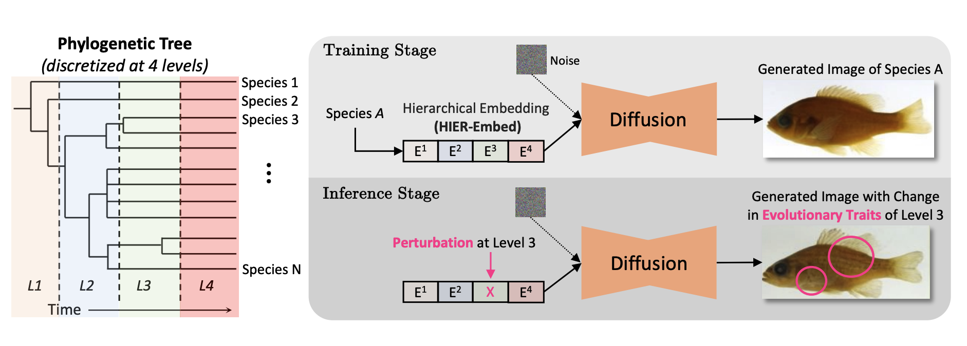 phylodiff.png